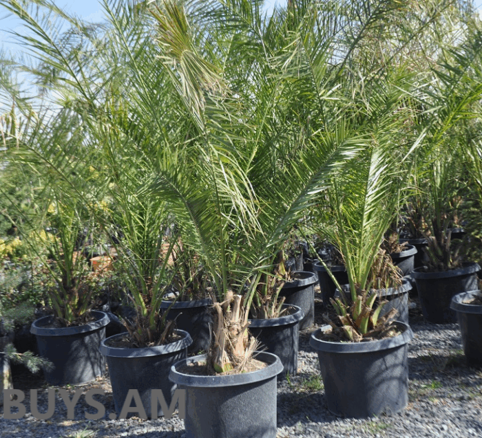 ՖԻՆԻԿ (Խուրմա) ՝ Phoenix dactylifera 2-25 մ