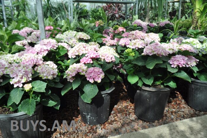 Гортензия высотой 25–30 см