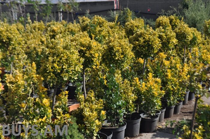 Илена на штамбе 80 см