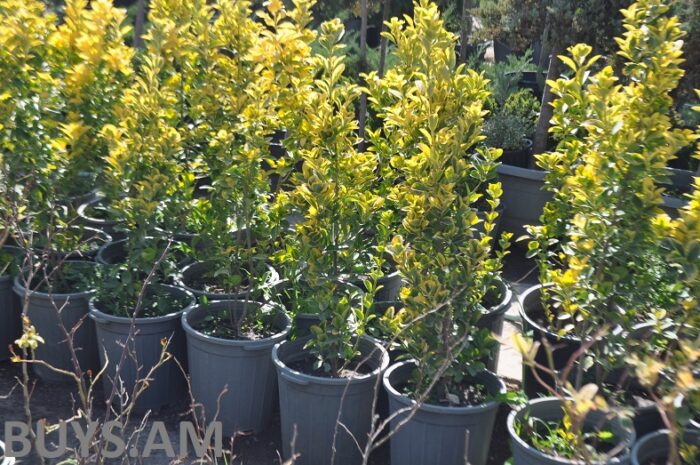 Илекс (Ilex aquifolium)70см-1м.