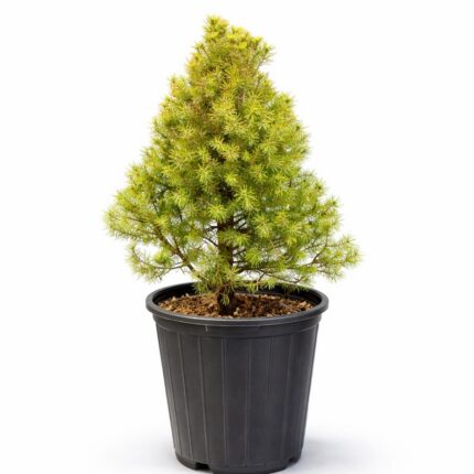 Picea glauca Conica