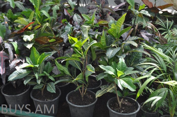 Կրոտոն (Codiaeum variegatum) 40-50 սմ