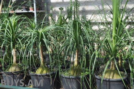 Նոլինա (Nolina recurvata)60-80 սմ․