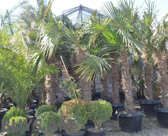 Տրախոկարպուս (Trachycarpus) 2-2,5 մ