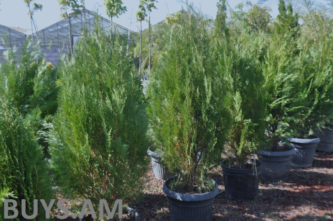 Туя (Thuja) 90-1,20м.