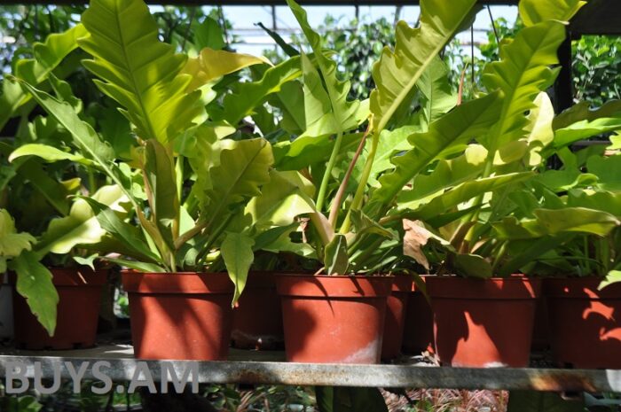 Ասպլենիում (Asplenium nidus)