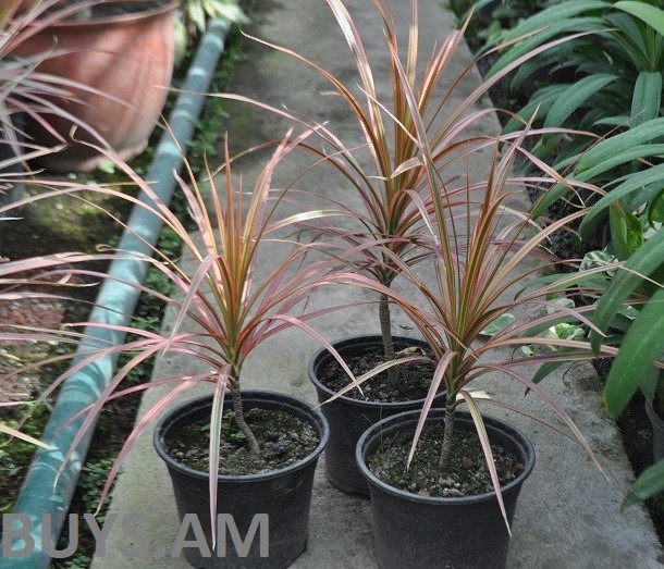 դռացենա մարգինատա է