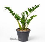 Zamioculcas zamiifolia