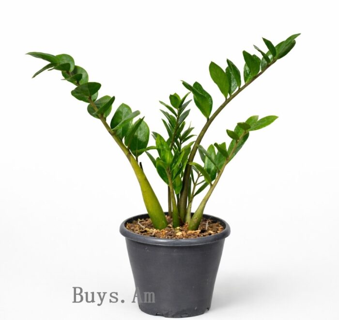 Zamioculcas zamiifolia