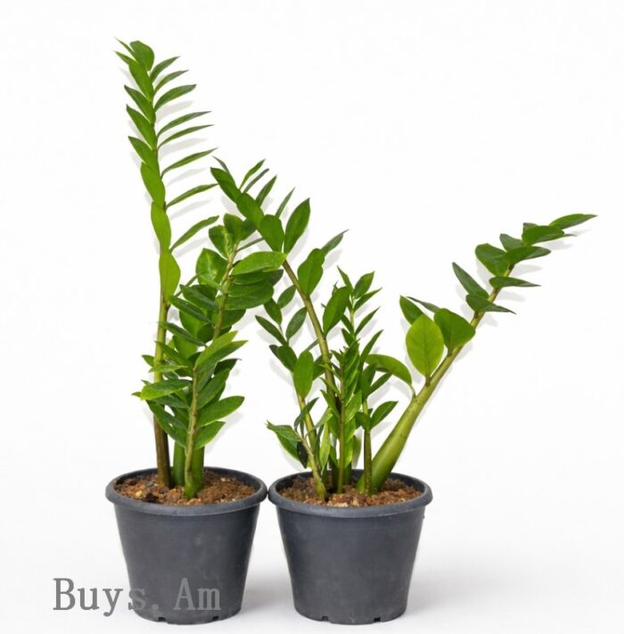 Zamioculcas zamiifolia