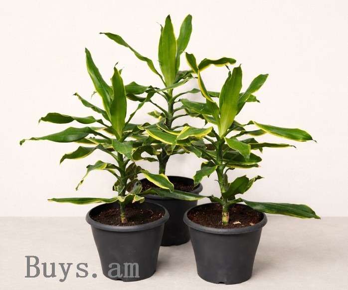 Dracaena Fragrans2