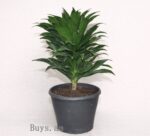 Dracaena Compacta
