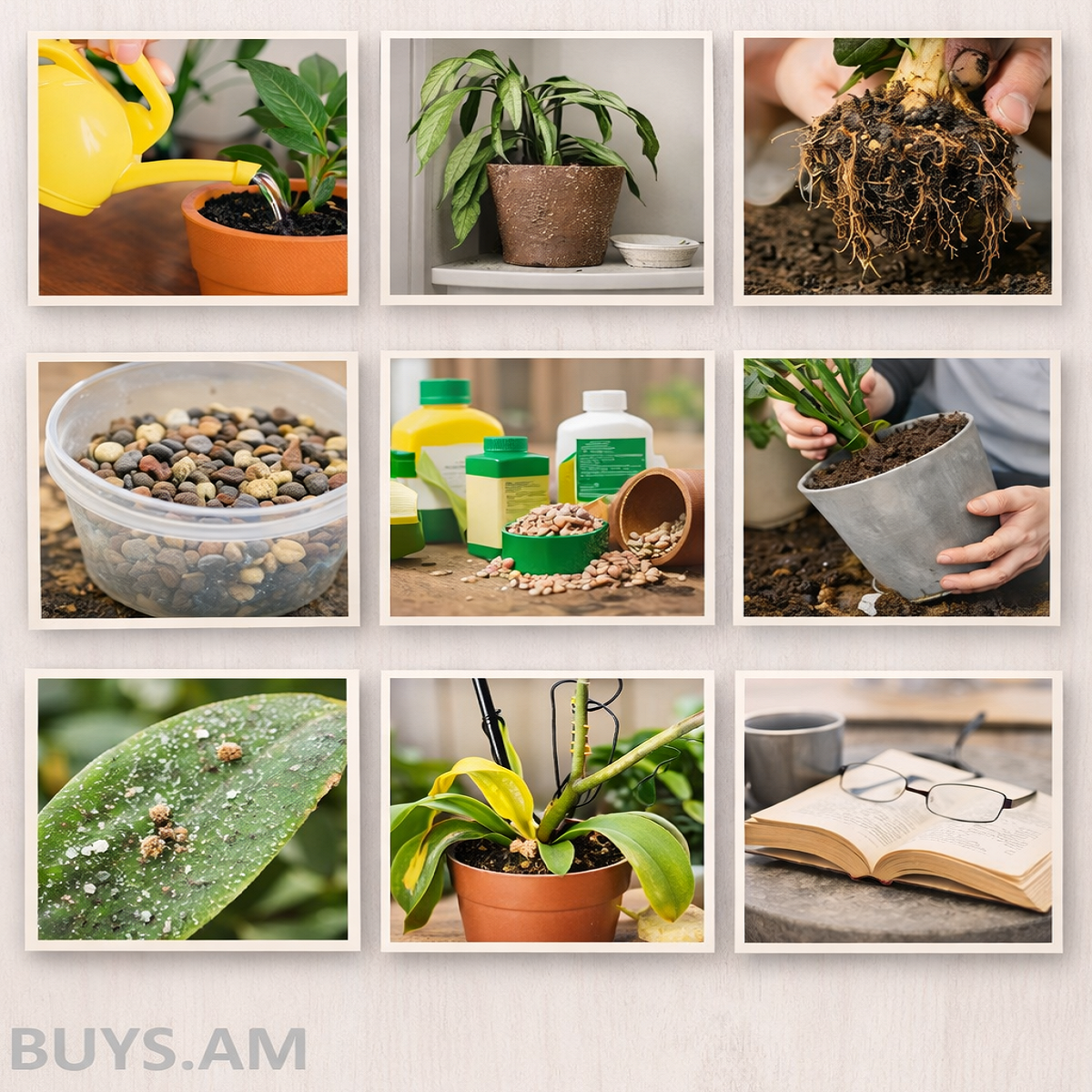 Как новички неправильным уходом вредят комнатным растениям