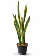 Сансевиерия 1–1.5 метра комнатное растение в горшке