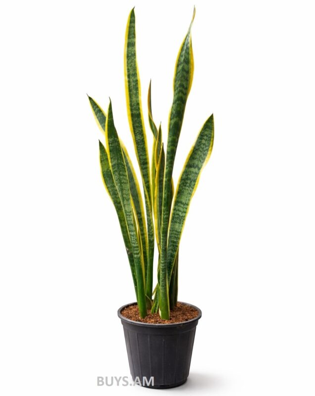 Сансевиерия 1–1.5 метра комнатное растение в горшке