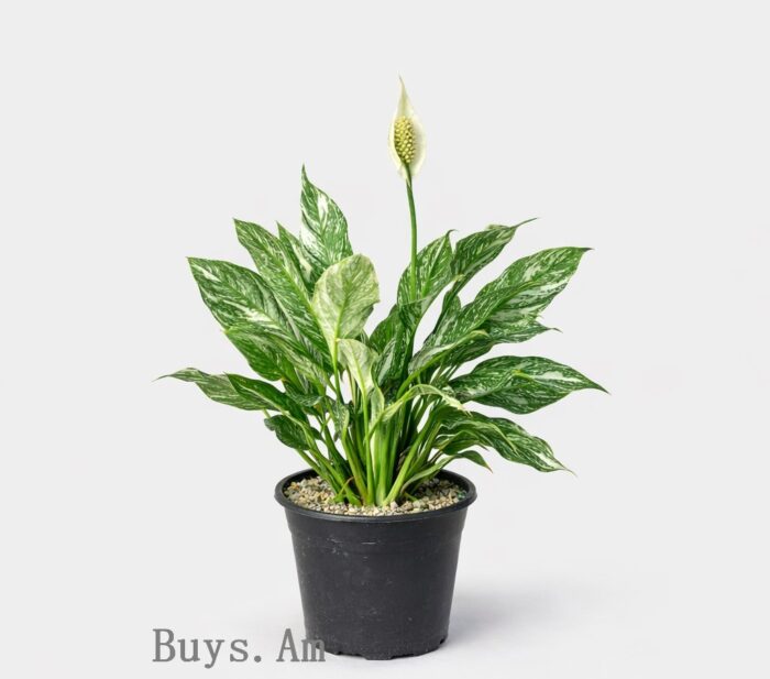 Спатифиллум Domino (вариегатный) 30–50 см