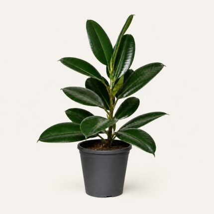 Фикус эластика Робуста (Ficus elastica Robusta) 50–70 см