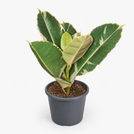 Фикус эластика Тинеке (Ficus elastica Tineke) 40–60 см