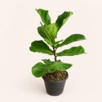 Фикус лировидный (Ficus lyrata) 40–60 см