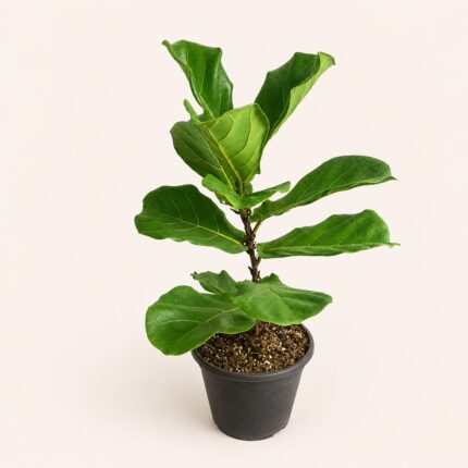 Фикус лировидный (Ficus lyrata) 40–60 см