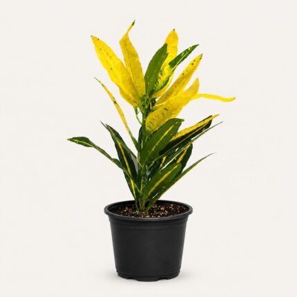 Codiaeum variegatum ‘Sunny Star’ 25–35