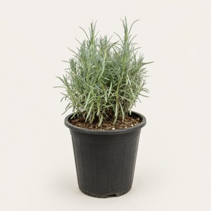 Lavandula angustifolia