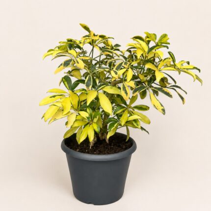 Schefflera arboricola Gold Capella 40 - 60