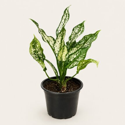 Ագլաոնեմա (Aglaonema) 10-15 սմ