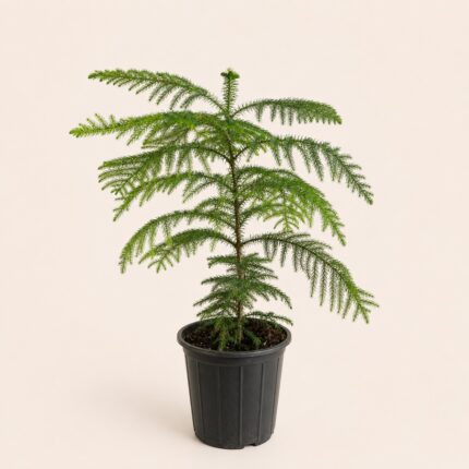 Araucaria heterophylla 60 - 60