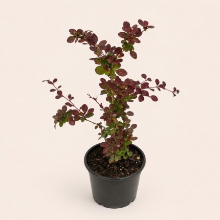 Berberis thunbergii 40 - 60