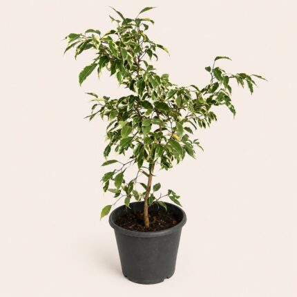 Ficus benjamina ‘Variegata’ 40 - 60