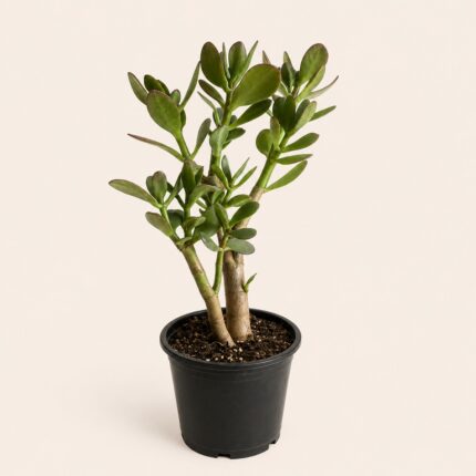 Crassula ovata 30 - 50