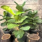 Ֆիկուս լիրաձև (Ficus lyrata) 40–60 սմ