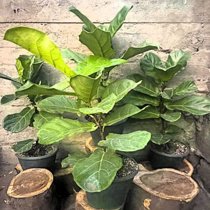 Ֆիկուս լիրաձև (Ficus lyrata) 40–60 սմ